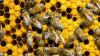 Разведение пчёл как бизнес: выгодно или нет, отзывы